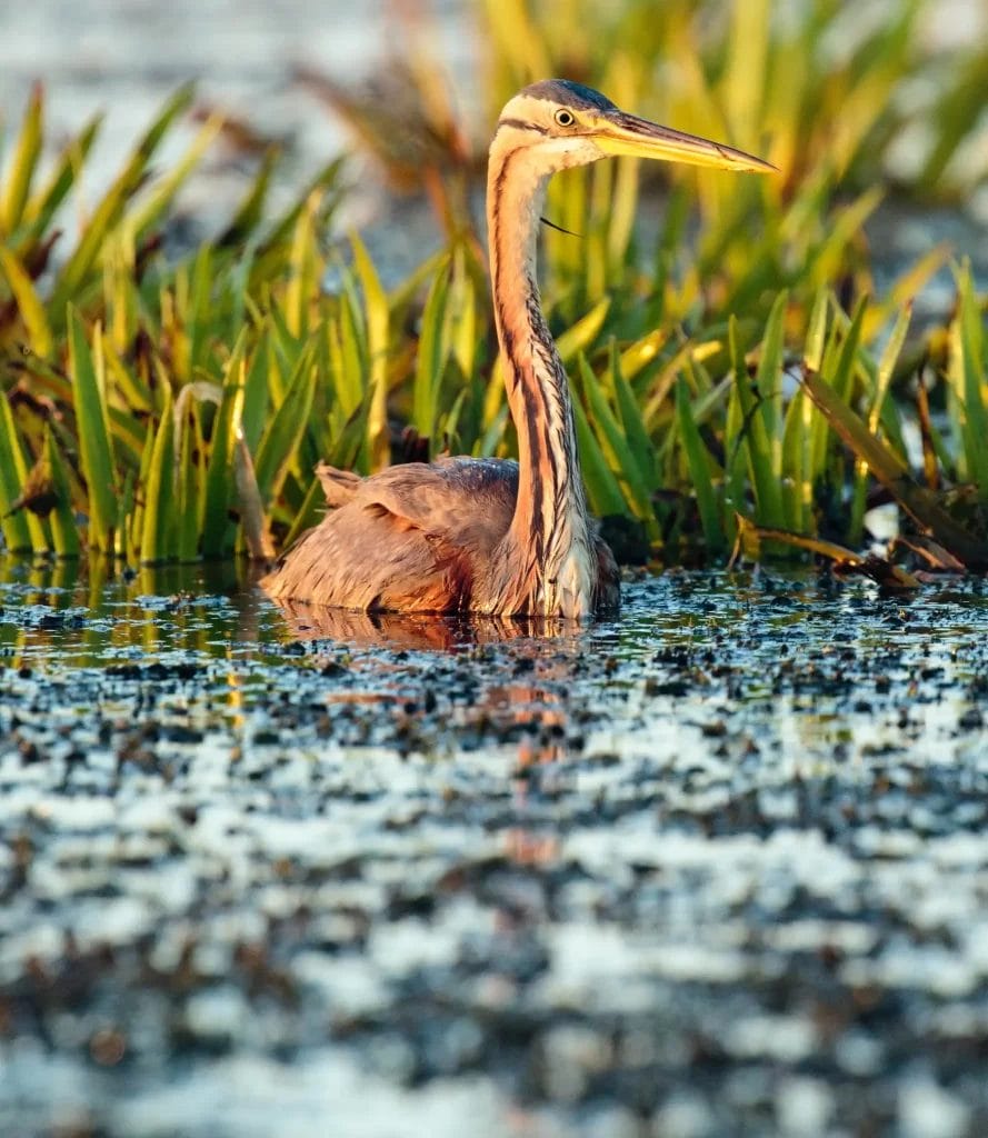 Nearchus Nautica Excursii in Delta Un stârc purpuriu stă în apă puțin adâncă, reflectorizante, înconjurat de plante acvatice verzi. Pasărea cu gâtul lung, cu penajul său maro-roșcat și gri și ciocul galben, se află în mijlocul habitatului natural de mlaștină, iluminat de lumina caldă a soarelui.