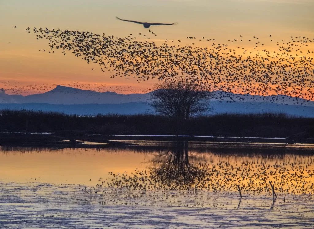 Nearchus Nautica Excursii in Delta Un stol mare de păsări își ia zborul în zori deasupra unui lac senin, reflectând culorile vii ale răsăritului. Cerul trece de la portocaliu intens la albastru moale, în timp ce munții cu siluetă îndepărtată și un copac solitar se adaugă la scena liniștită. Apa oglindește perfect cerul și peisajul.