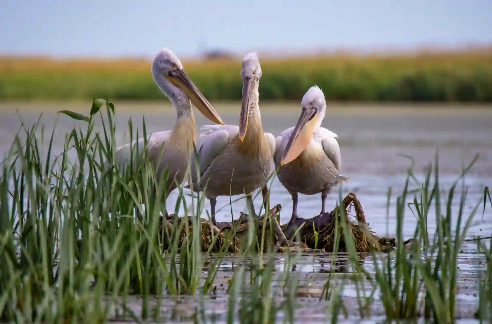 Nearchus Nautica Excursii in Delta Trei pelicani stau strâns împreună pe o mică insulă înconjurată de apă și iarbă înaltă și verde. Pelicanii au pene palide și cicuri mari, roz. Fundalul prezintă mai multă apă și vegetație îndepărtată sub un cer senin și albastru deschis.
