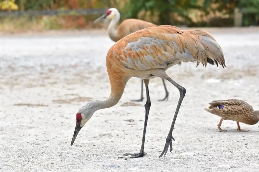 Nearchus Nautica Excursii in Delta Un prim-plan al unei macarale de nisip cu capul în jos, hrănindu-se pe pământ. Macaraua are o coroană roșie, corp cenușiu cu pene de culoarea ruginii pe aripi și pe spate. În fundal, o altă macara de nisip și o rață sunt vizibile, toate într-un cadru natural în aer liber care prezintă frumoasele destinații din Delta Dunarii.
