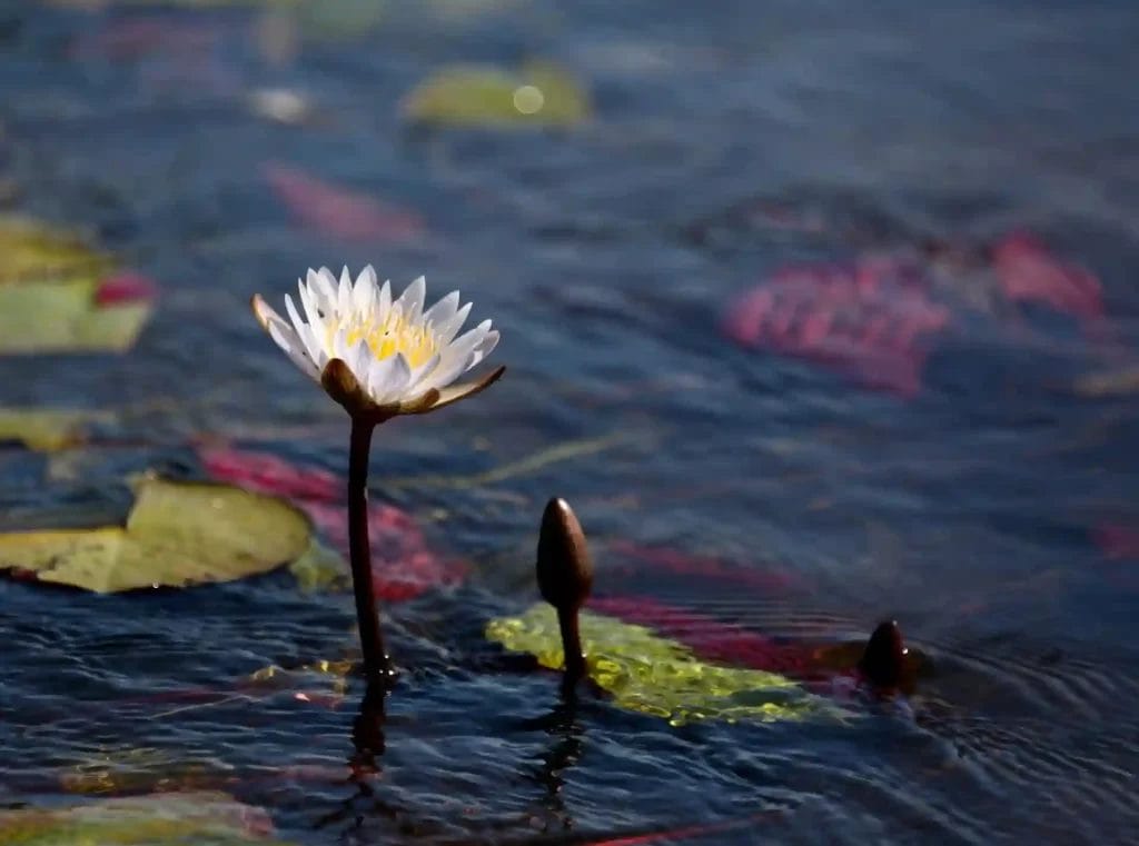 Nearchus Nautica Excursii in Delta Un nufăr alb în plină floare stă înalt într-un iaz senin, ondulat, înconjurat de crin și muguri în curs de dezvoltare. Tampoanele de crin prezintă nuanțe de verde și roșu, contrastând cu apa albastră limpede. Petalele delicate ale florii captează lumina soarelui, adăugând o notă de luminozitate scenei liniştite.