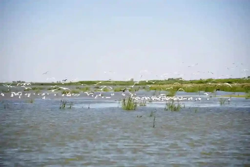 Nearchus Nautica Excursii in Delta O scenă senină a unei zone umede cu apă calmă în prim plan. Numeroase păsări, probabil pescăruși, sunt în zbor și stau pe mici petice de pământ și ierburi care ies din apă. În depărtare, orizontul arată mai multă verdeață sub un cer albastru senin.