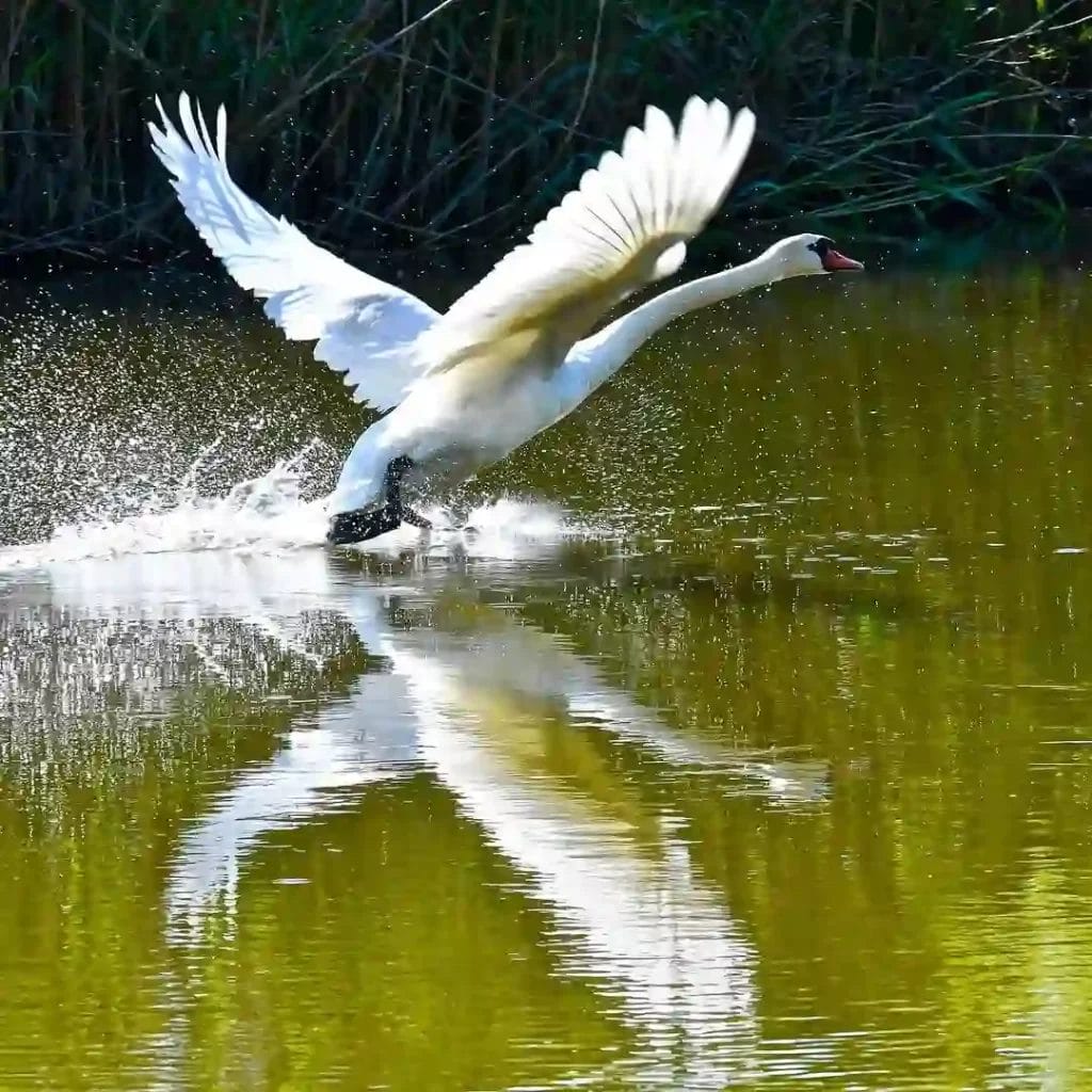 Nearchus Nautica Excursii in Delta O lebădă cu pene albe, aripi întinse și un cioc portocaliu decolează cu grație dintr-un lac calm, cu nuanțe de verde. Stropi de apă urmează pasărea în mișcare. Reflecția lebedei este vizibilă pe suprafața apei, iar stufurile înalte sunt în fundal.
