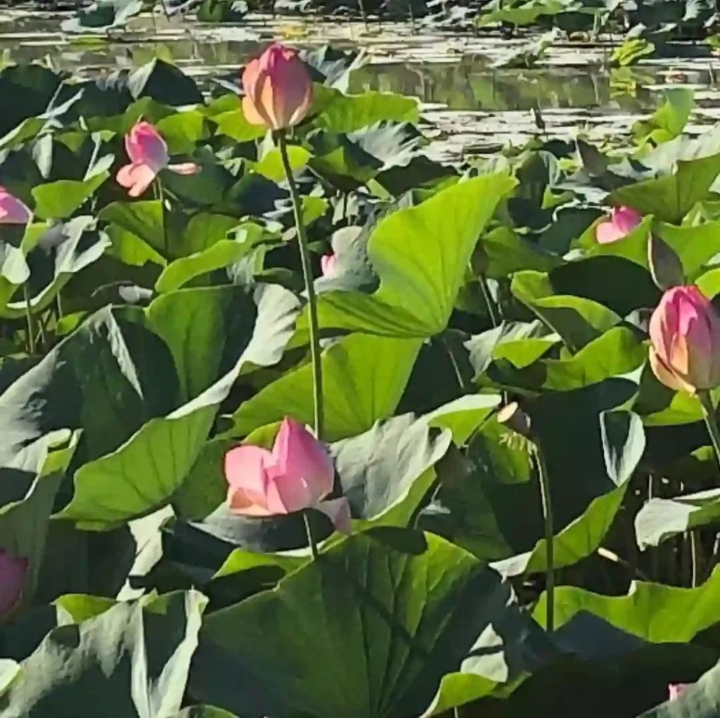 Nearchus Nautica Excursii in Delta Un iaz senin plin de frunze mari de lotus verzi și flori de lotus roz înflorite. Câteva flori stau înalte deasupra frunzelor, iluminate de lumina soarelui, cu suprafața apei vizibilă în fundal reflectând o parte din verdeață și flori. Scena este calmă și liniștită.