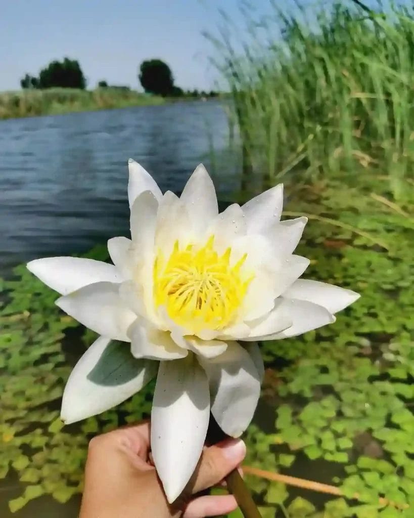 Nearchus Nautica Excursii in Delta O persoană ține în mână o floare mare de lotus albă, cu un centru galben vibrant. În fundal, există un lac liniștit cu pete de plante verzi de apă care plutesc la suprafață. Stuf verde înalt mărginește marginea apei pe partea dreaptă, cu copaci vizibili în fundal îndepărtat.