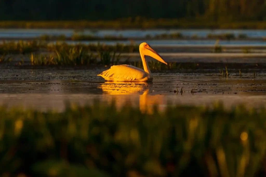 Nearchus Nautica Excursii in Delta Un pelican cu un cioc mare portocaliu plutește pe un corp de apă calm, înconjurat de verdeață. Pasărea este scăldată în lumină caldă, aurie de la apus sau răsare, aruncând o reflexie pe suprafața apei. Fundalul este ușor neclar, evidențiind apa senină și vegetația.
