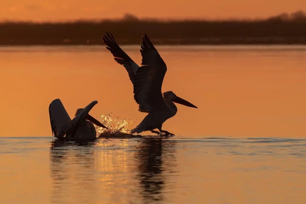 Nearchus Nautica Excursii in Delta Doi pelicani sunt capturați la apus pe un corp de apă calm. Un pelican bate din aripi în timp ce aterizează sau decolează, provocând mici stropi în apă. Celălalt pelican se odihnește cu aripile îndoite. Cerul și apa reflectă nuanțe calde de portocaliu și auriu, creând o scenă senină.