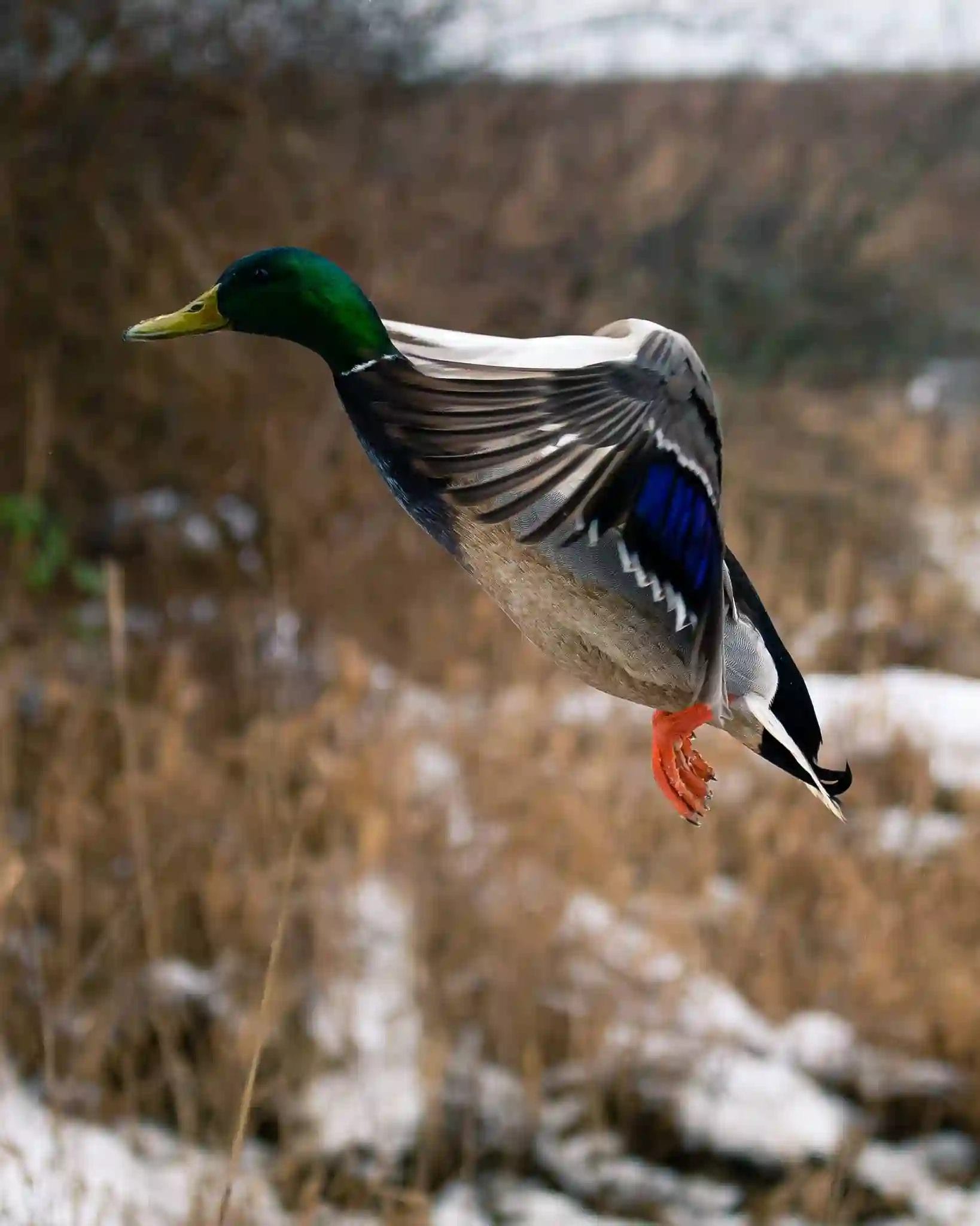 Nearchus Nautica Excursii in Delta O rață mallard cu capul verde, ciocul galben și pete de aripi albastre vibrante zboară cu aripile întinse larg. Fundalul este format din stuf înalt, maro și pete de zăpadă, sugerând un mediu rural rece.