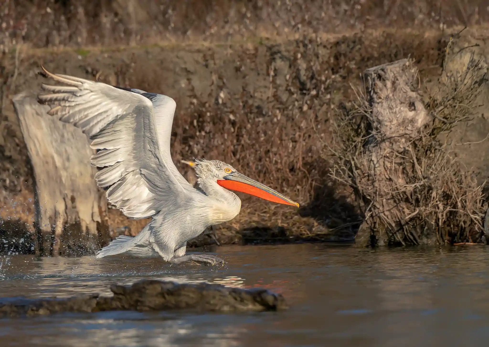 Nearchus Nautica Excursii in Delta Un pelican dalmat cu un cioc portocaliu și pene alb-cenușiu se ridică din apă, cu aripile întinse. Fundalul prezintă un țărm stâncos și noroios, cu vegetație rară și uscată și cioturi de copaci, indicând un habitat natural, posibil zone umede.
