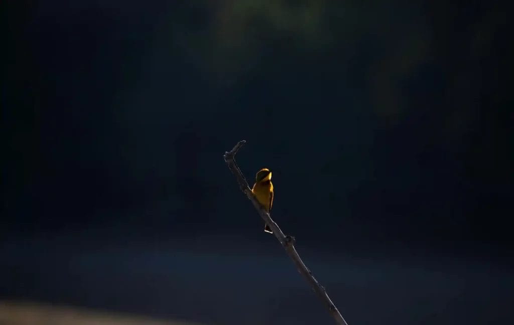Nearchus Nautica Excursii in Delta O pasăre mică, galbenă viu colorată, se cocoță pe o ramură zveltă, goală, pe un fundal întunecat și neclar. Pasărea este văzută în profil, așezată lângă vârful crengii, care se extinde în diagonală din dreapta jos până în stânga sus. Scena este iluminată de lumină moale, naturală.