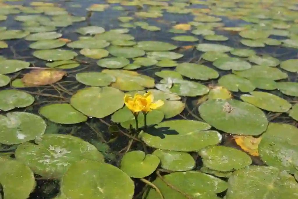 Nearchus Nautica Excursii in Delta O singură floare de lotus galbenă înflorește în mijlocul unei mări de crini care plutesc pe o suprafață de apă calmă. Nufoanele sunt verzi și dens împachetate, acoperind cea mai mare parte a apei. Lumina soarelui creează reflexii moi pe apă și pe tampoane, creând o scenă acvatică senină și naturală.