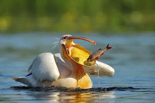 Nearchus Nautica Excursii in Delta Un pelican alb, parțial scufundat în apă, are ciocul larg deschis, dezvăluind o pungă galbenă strălucitoare. Un pește cu aripioare roșii este prins în punga păsării, stropind cu apă în timp ce se zvârnește. Fundalul este un verde neclar, sugerând vegetație.