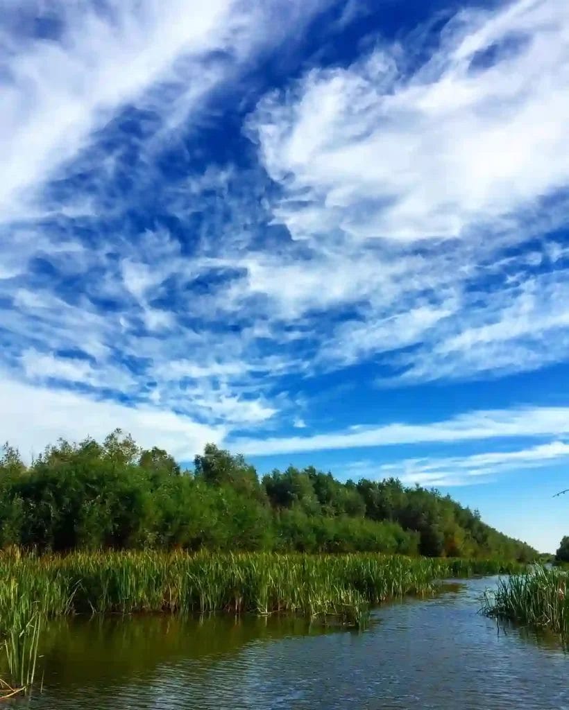 Nearchus Nautica Excursii in Delta Un râu senin curge printr-un peisaj luxuriant de stuf verde înalt și copaci denși sub un cer albastru vibrant. Nori albi zdrobiți se întind pe cer, adăugând atmosfera liniștită. Apa reflectă o parte din verdeață, creând o scenă liniștită și pitorească.