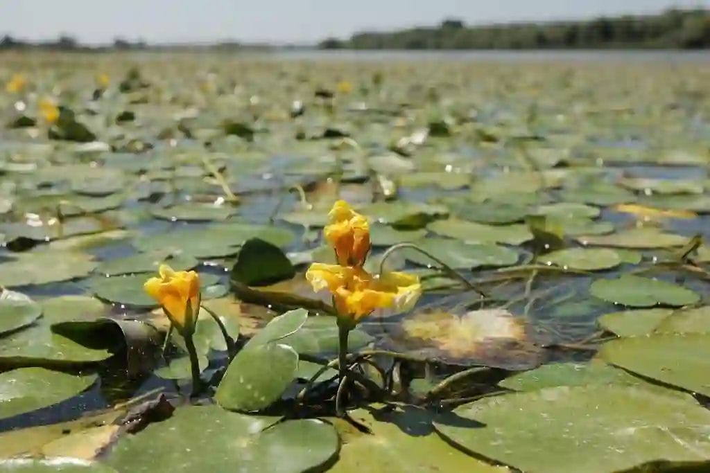 Nearchus Nautica Excursii in Delta Nuferi galbeni înfloresc în mijlocul crinilor verzi largi care plutesc pe un lac calm. Linia țărmului încețoșată este vizibilă în fundal sub un cer senin. Florile strălucitoare ies în evidență pe suprafața liniștită a apei și răspândirea densă a crinului.
