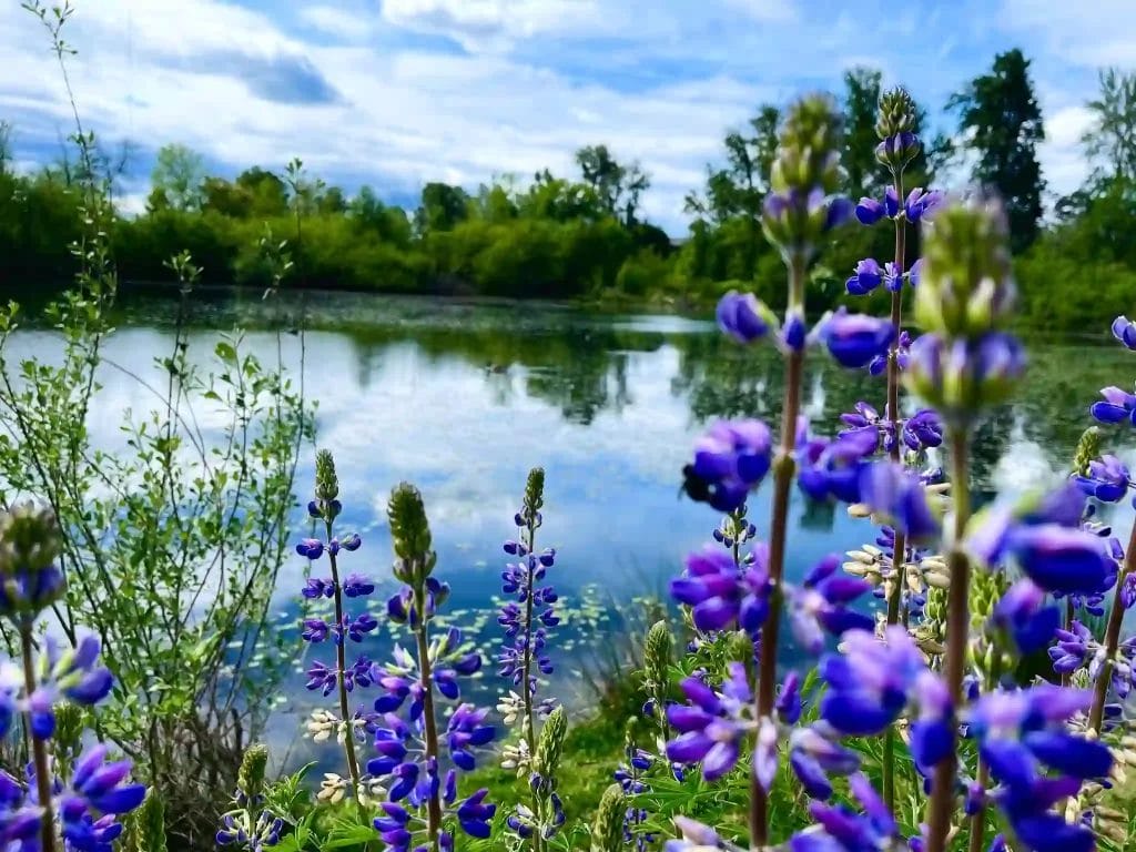 Nearchus Nautica Excursii in Delta Un lac senin este înconjurat de copaci verzi luxurianți sub un cer parțial înnorat. În prim plan, florile vibrante de lupin violet sunt în plină floare, adăugând o explozie de culoare peisajului natural. Apa calmă reflectă cerul și copacii, creând un peisaj liniștit și pitoresc.