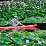 Nearchus Nautica Excursii in Delta O persoană care poartă o șapcă și o cămașă cu model se plimbă cu caiacul pe un caiac roșu numit „SARK” printr-un lac plin cu crin verzi mari și flori de lotus roz înflorite. Apa senină este acoperită cu frunziș, creând o scenă pitorească și liniștită.