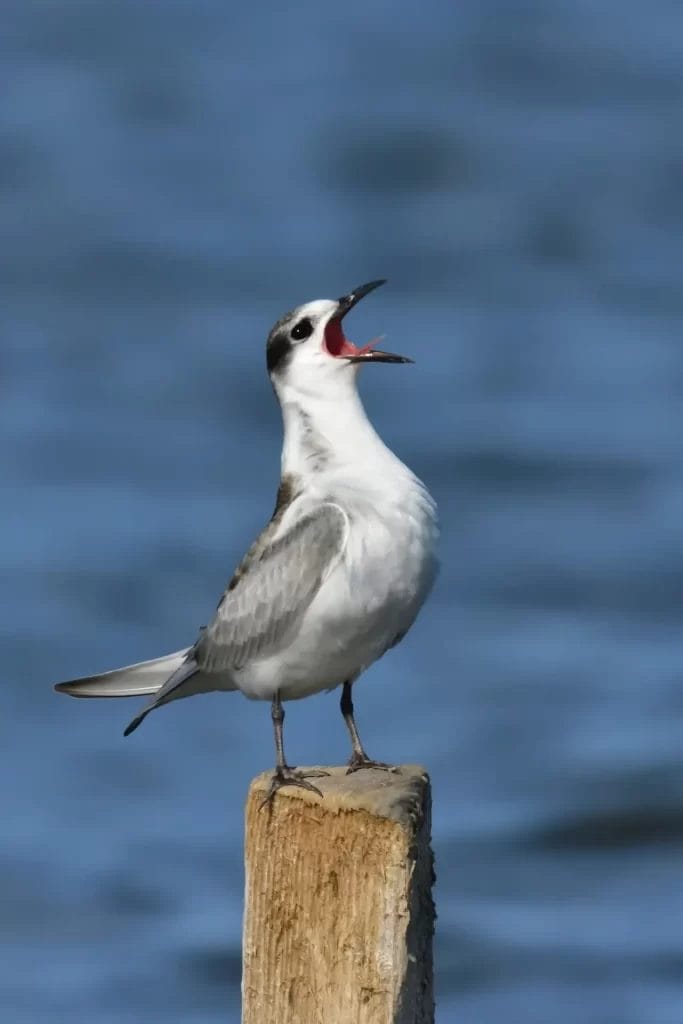 Nearchus Nautica Excursii in Delta O pasăre este cocoțată deasupra unui stâlp de lemn, pe un fundal albastru neclar care sugerează apă. Pasărea are aripi gri, corp și cap alb cu o dungă neagră prin ochi și strigă cu ciocul larg deschis. Capul său este înclinat în sus și pare să vocalizeze.