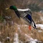 Nearchus Nautica Excursii in Delta O rață mallard cu capul verde, ciocul galben și pete de aripi albastre vibrante zboară cu aripile întinse larg. Fundalul este format din stuf înalt, maro și pete de zăpadă, sugerând un mediu rural rece.