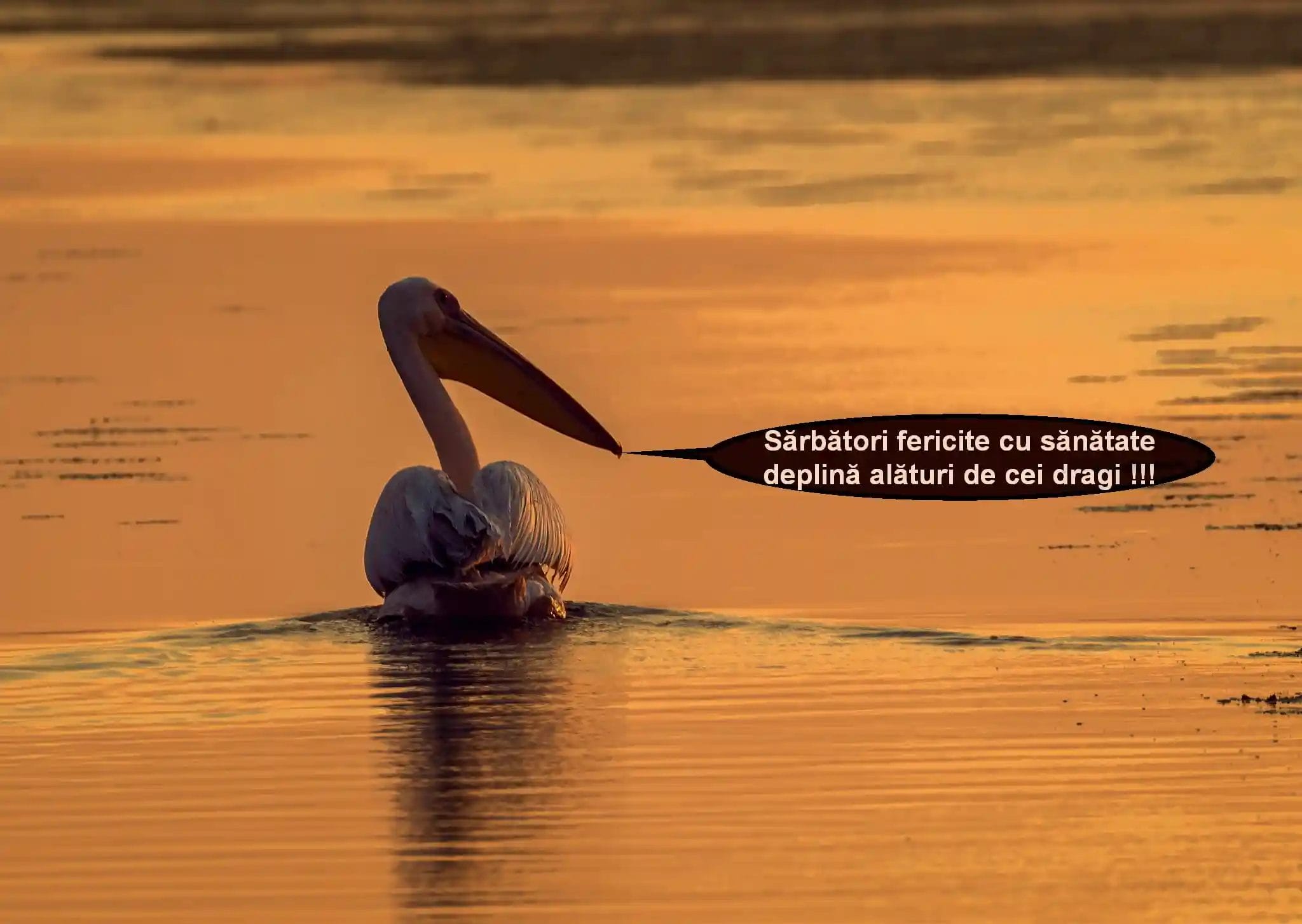 Nearchus Nautica Excursii in Delta O imagine a unui pelican înotând pe un corp de apă senin în timpul apusului. Cerul și apa reflectă tonuri calde de aur. Un balon de discurs lângă pelican spune: „Sărbători cu sănătatea deplină fericită alături de cei dragi!!!” Traducere: „Sărbători fericite cu sănătate deplină alături de cei dragi!!!.