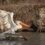 Nearchus Nautica Excursii in Delta Un pelican dalmat cu un cioc portocaliu și pene alb-cenușiu se ridică din apă, cu aripile întinse. Fundalul prezintă un țărm stâncos și noroios, cu vegetație rară și uscată și cioturi de copaci, indicând un habitat natural, posibil zone umede.