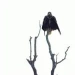 Nearchus Nautica Excursii in Delta O pasăre cu pene ciufulite se cocoță pe ramurile sterpe ale unui copac fără frunze, pe un fundal clar și palid. Pasărea pare mare, cu o postură cocoșată, adăugând prezenței sale formidabile, în ciuda decorului rar.