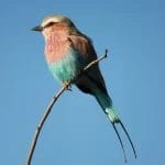 Nearchus Nautica Excursii in Delta O pasăre cu piept de liliac se cocoță pe o ramură subțire, goală, pe un cer albastru senin. Pasărea are un penaj vibrant, cu un amestec de culori pastelate: piept violet, abdomen albastru și aripi verzi. Penele cozii lungi și subțiri se extind în jos, iar ciocul este ușor curbat.