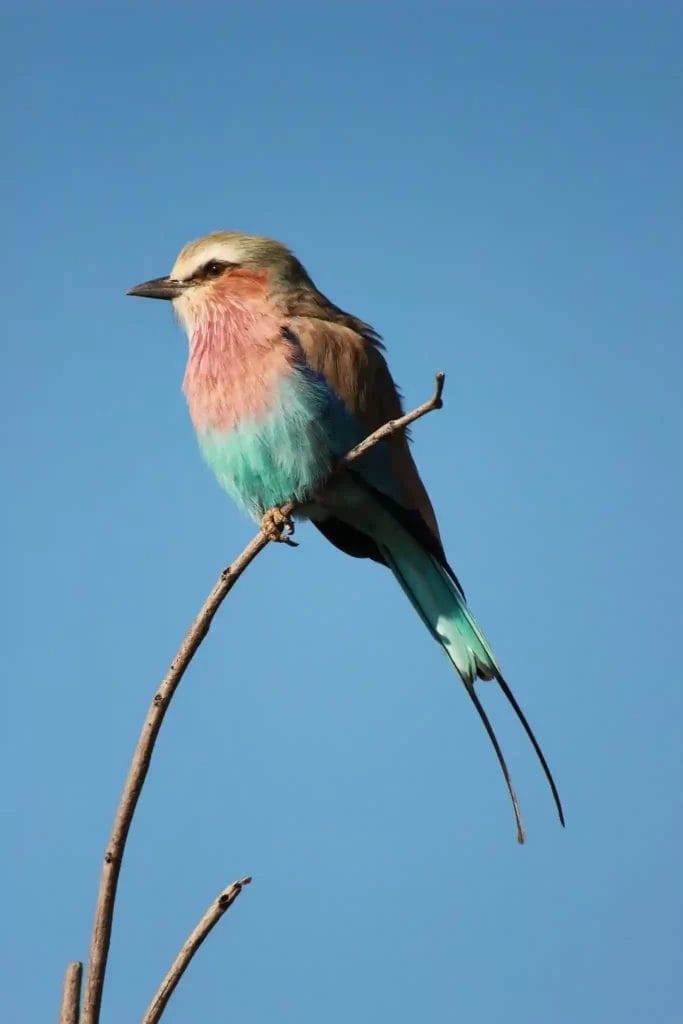 Nearchus Nautica Excursii in Delta O pasăre cu piept de liliac se cocoță pe o ramură subțire, goală, pe un cer albastru senin. Pasărea are un penaj vibrant, cu un amestec de culori pastelate: piept violet, abdomen albastru și aripi verzi. Penele cozii lungi și subțiri se extind în jos, iar ciocul este ușor curbat.